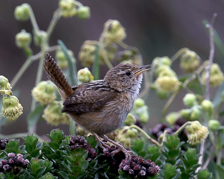 SedgeWren_2338.jpg - Sedge Wren