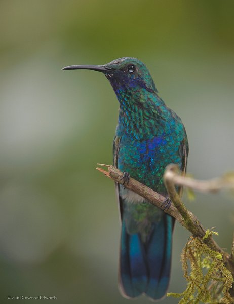 SparklingVioletear-1200.jpg - Sparkling Violetear showing its "Ear"