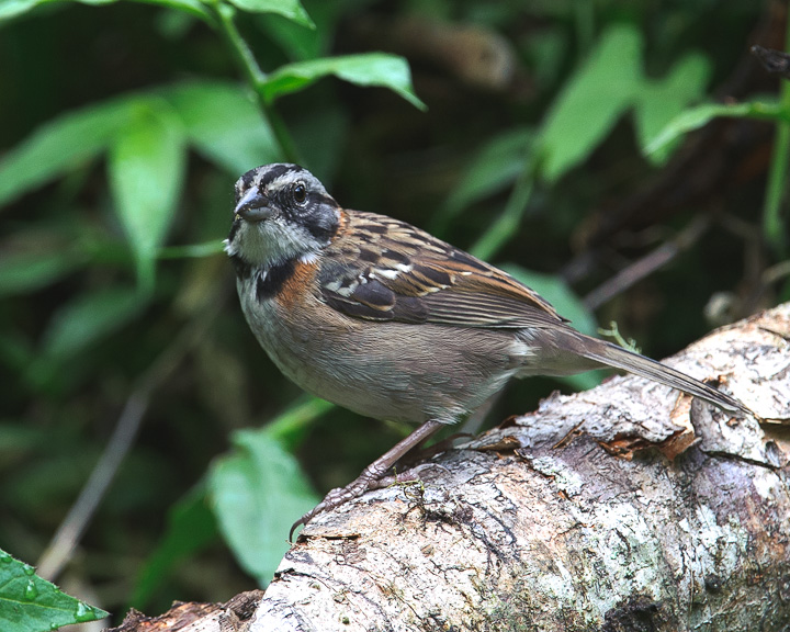 SparrowRufousCollared_1317.jpg - Rufous-collared Sparrow