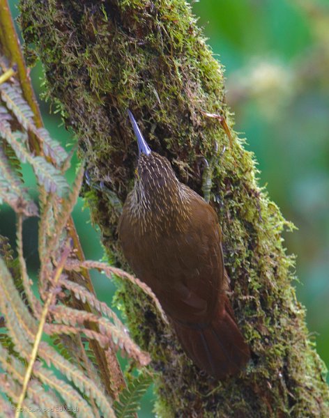 Strong-billedWoodcreeper-0979.jpg - Strong-billed Woodcreeper These were fairly large (Robin-sized) birds unlike the tiny brown creepers we see around home.