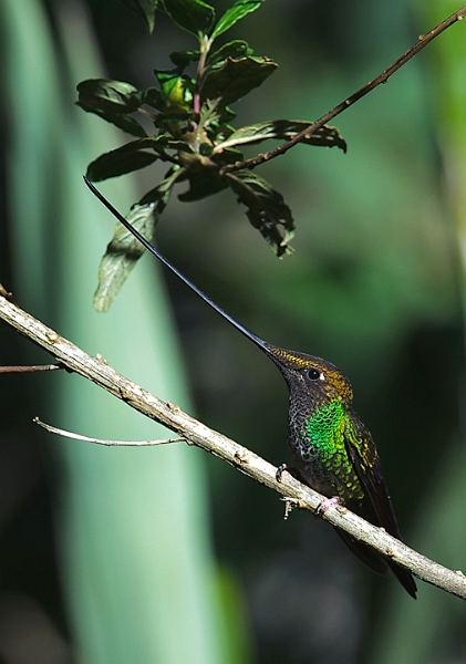 Sword-billed_0253.jpg - Sword-billed Hummingbird