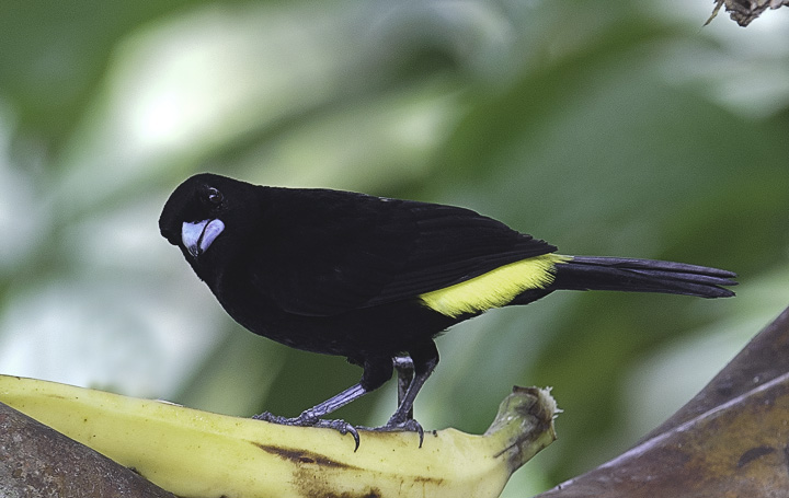 TanagerLemonRumped_1451.jpg - Lemon-rumped Tanager