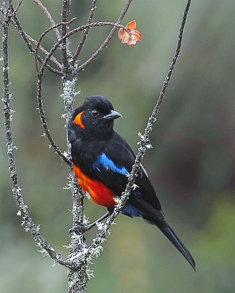 TanagerScarletBellied_3551.jpg - Scarlet-bellied Mountain Tanager