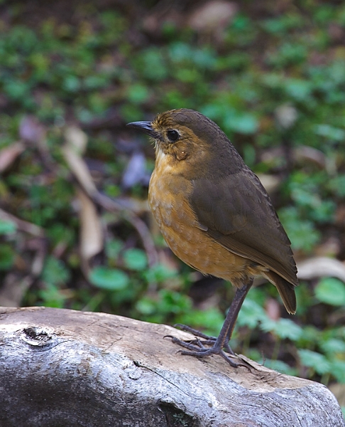 Tawny_0588.jpg - Tawny Antpitta  The two antpitta species we saw in Yanacocha (Rufous and Tawny) were about the size of tailless robins; perhaps, a bit smaller.