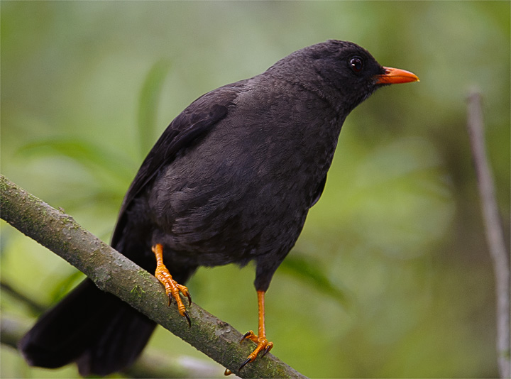 ThrushGreat_2629.jpg - Great Thrush