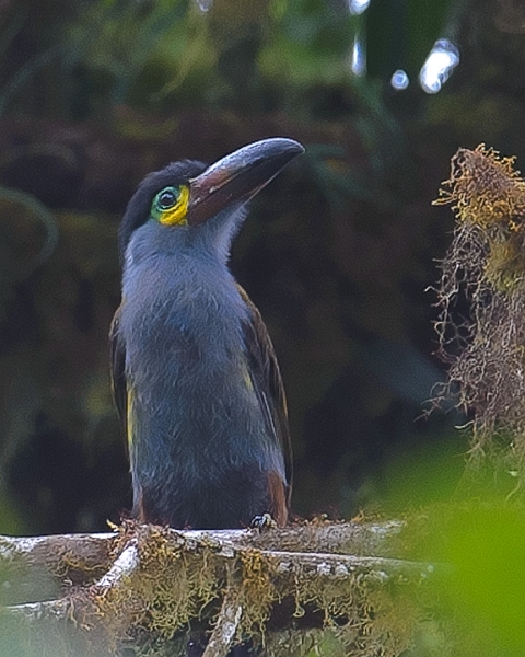 ToucanJ_1024.jpg - Having heard rumors of a toucan nest on the Upper Tandayapa Valeey Road, we stopped to search and found this juvenile Plate-billed Mountain Toucan.