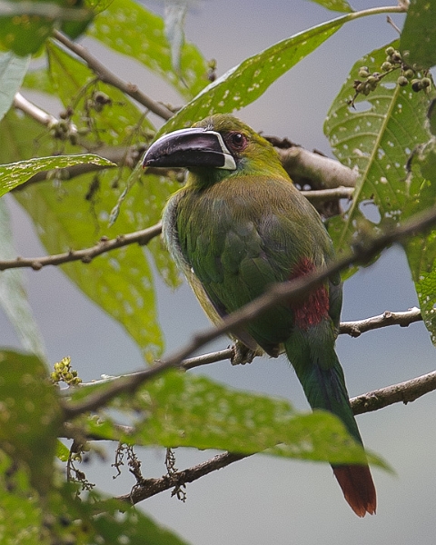 Toucanet_1255.jpg - Re-rumped Toucanet looks back over his shoulder