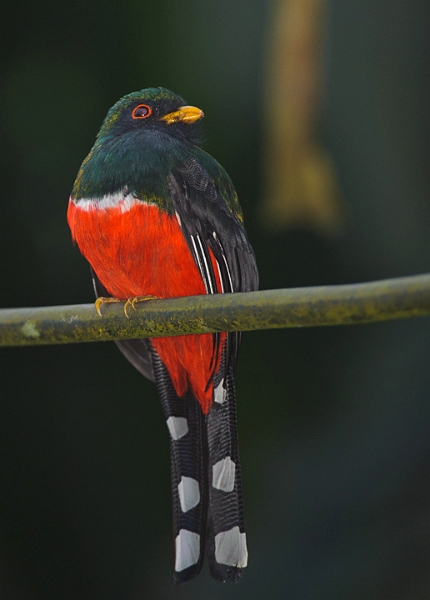 Trogon_0767.jpg - Masked Trogon, Male