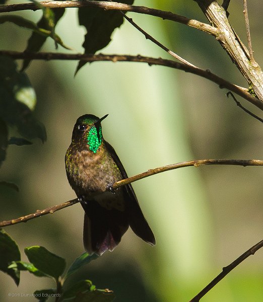 TyrianMetaltail-0389.jpg - Tyrian Metaltail