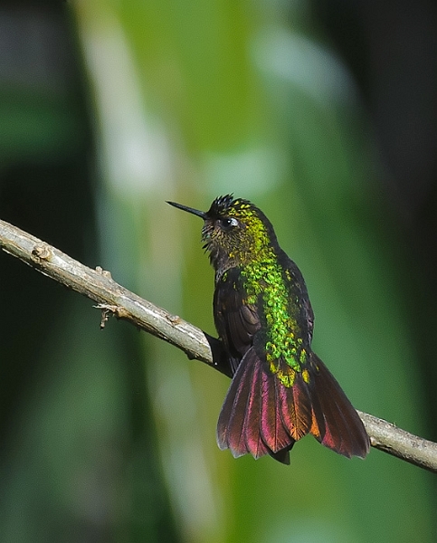 TyrianMetaltail_0284.jpg - Tyrian Metaltail