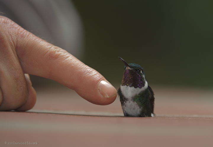 WhiteBelliedWoodstarFinger-2612.jpg - A tiny White-bellied Woodstar which had inexplicably come to rest on the tile floor of the  patio at Guango Lodge remained calm and allowed Jean-Luc to stroke its throat for a few minutes. The bird later flew away, apparently well and happy.