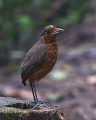 AntpittaGiant_2091