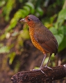 AntpittaGiant_2102