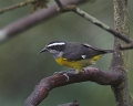 Bananaquit_1604