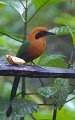 RufousMotmot-1809